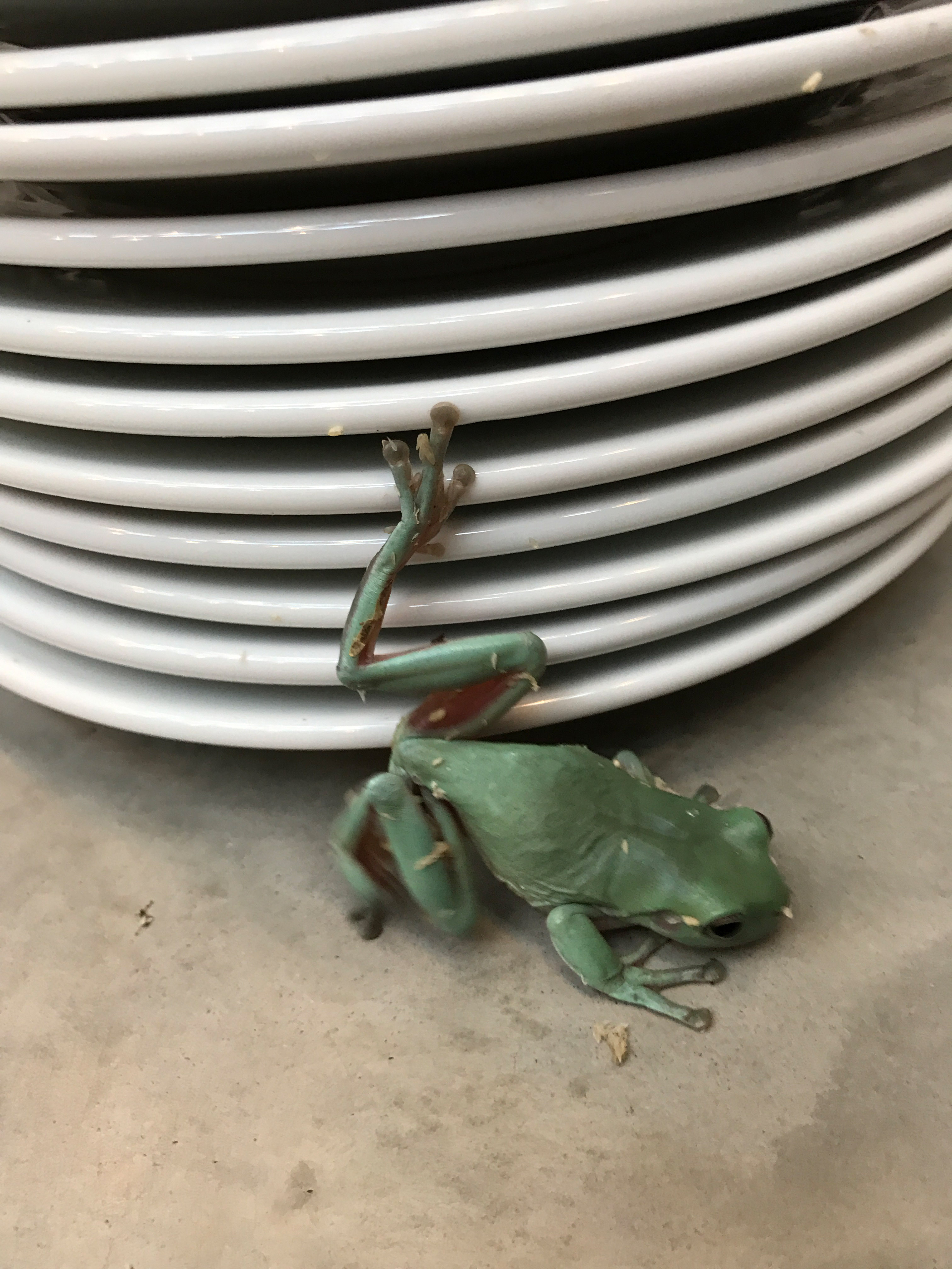 Latimer Road frog shoot