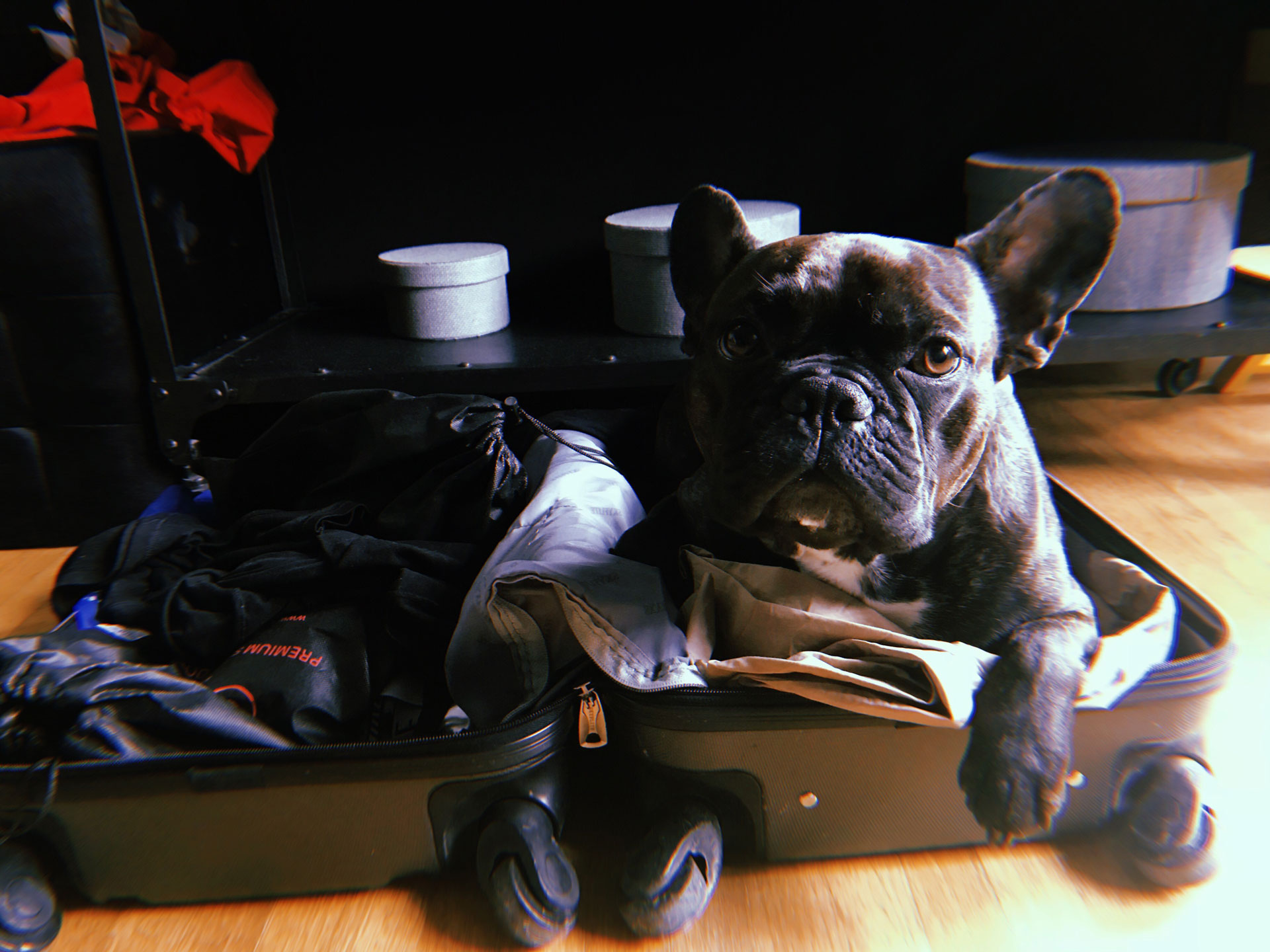 Emma-Breschi-Suitcase