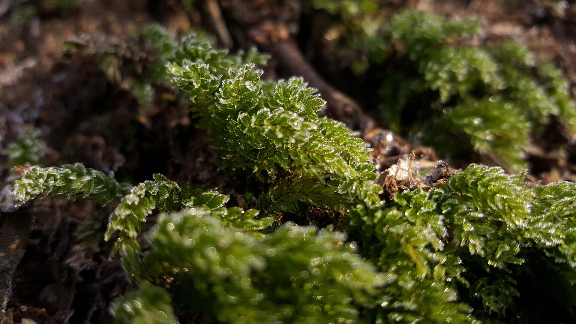 Forest Bathing Sussex (1 of 9)