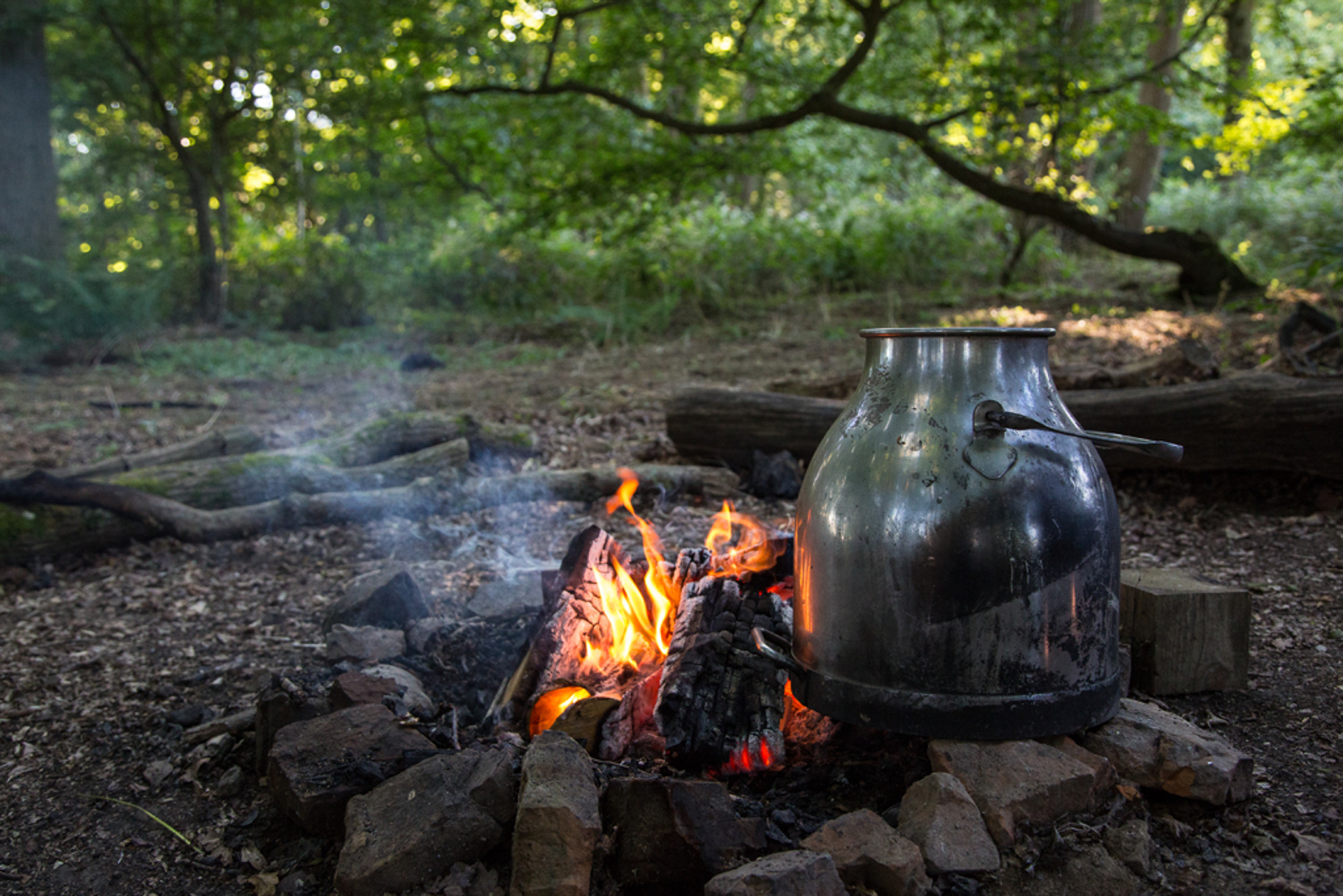 Forest Bathing Sussex (4 of 9)
