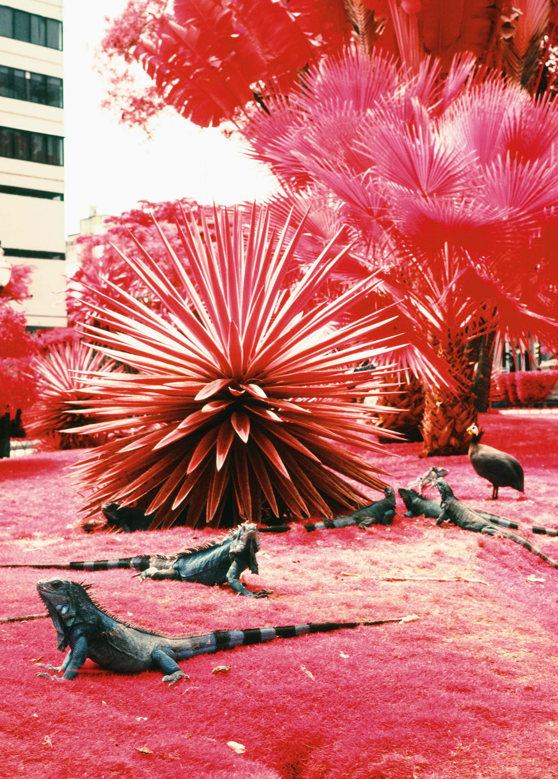 Guayaquil Beautiful Infrared Photos Vicente Munoz000028470001_2