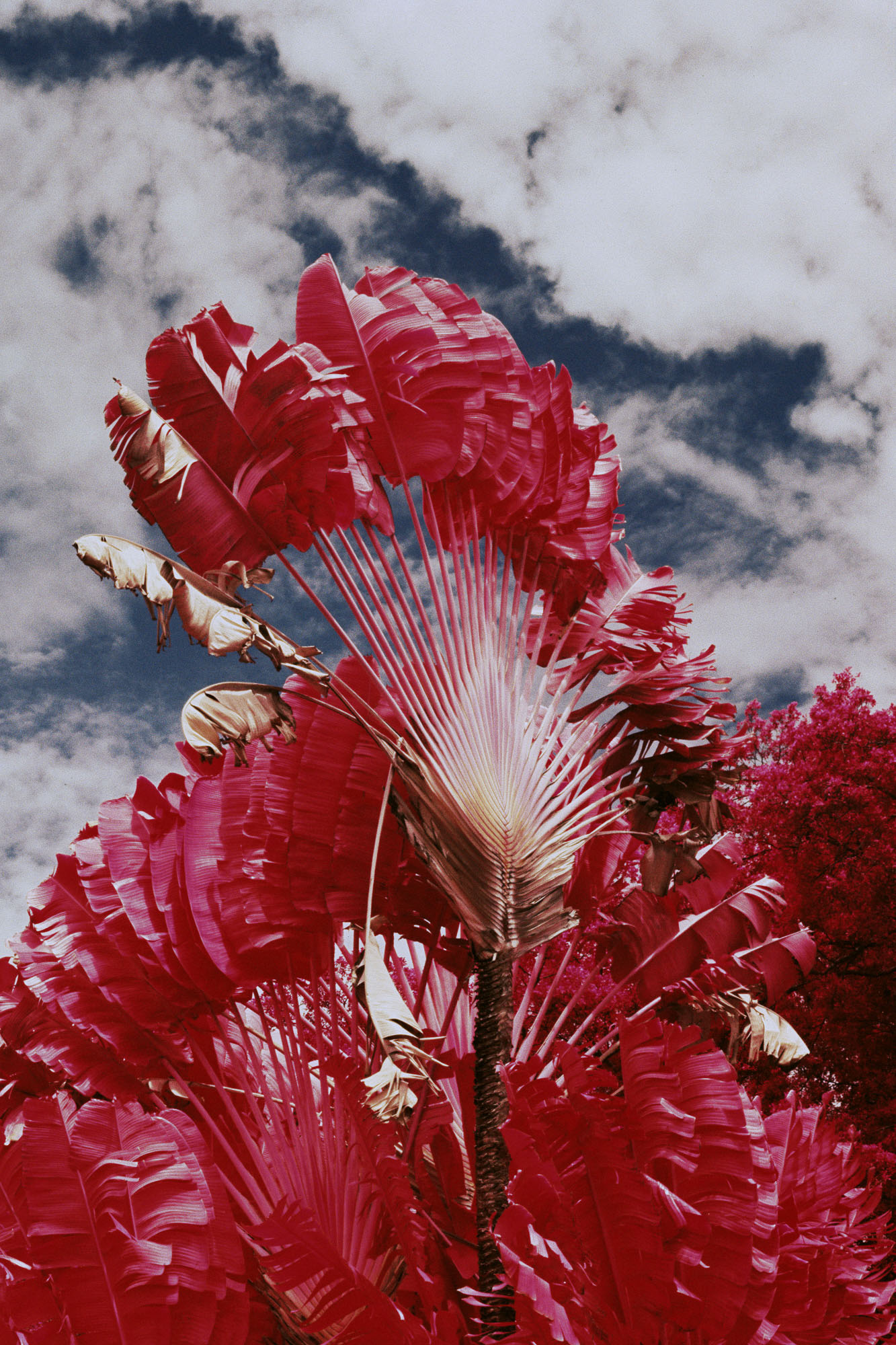 Guayaquil Beautiful Infrared Photos Vicente MunozV Munoz_214_06_cc