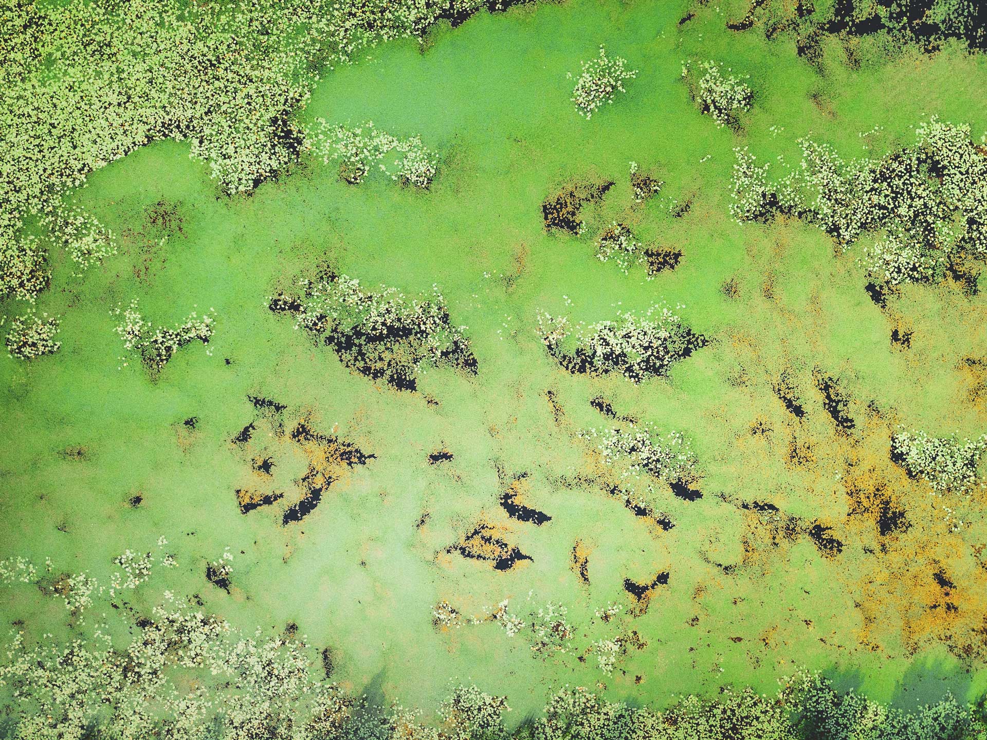 boita-backpacks-algae-ivan-bandura-769072-unsplash