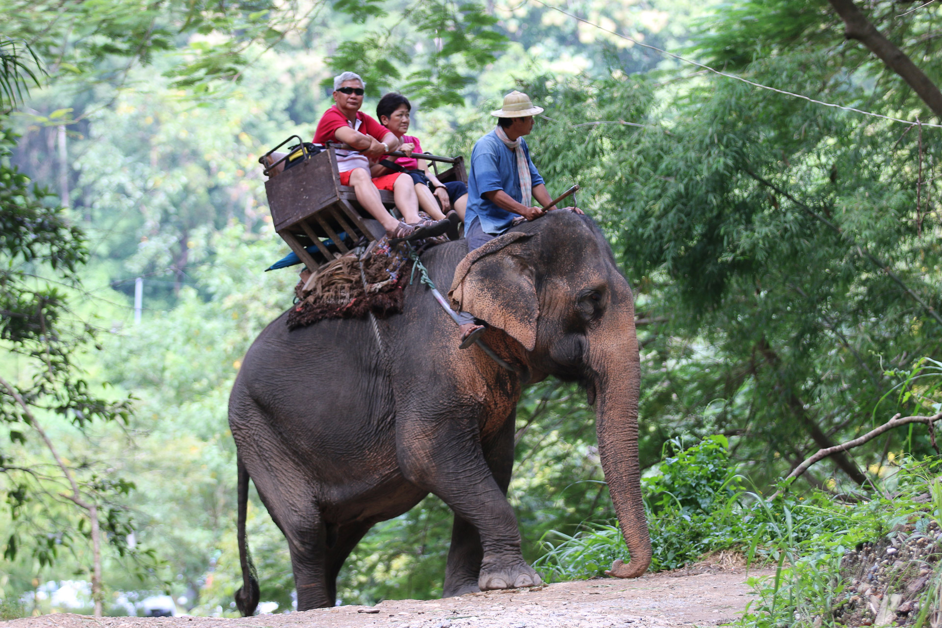 Ethical Elephant Sanctuaries (1 of 10)