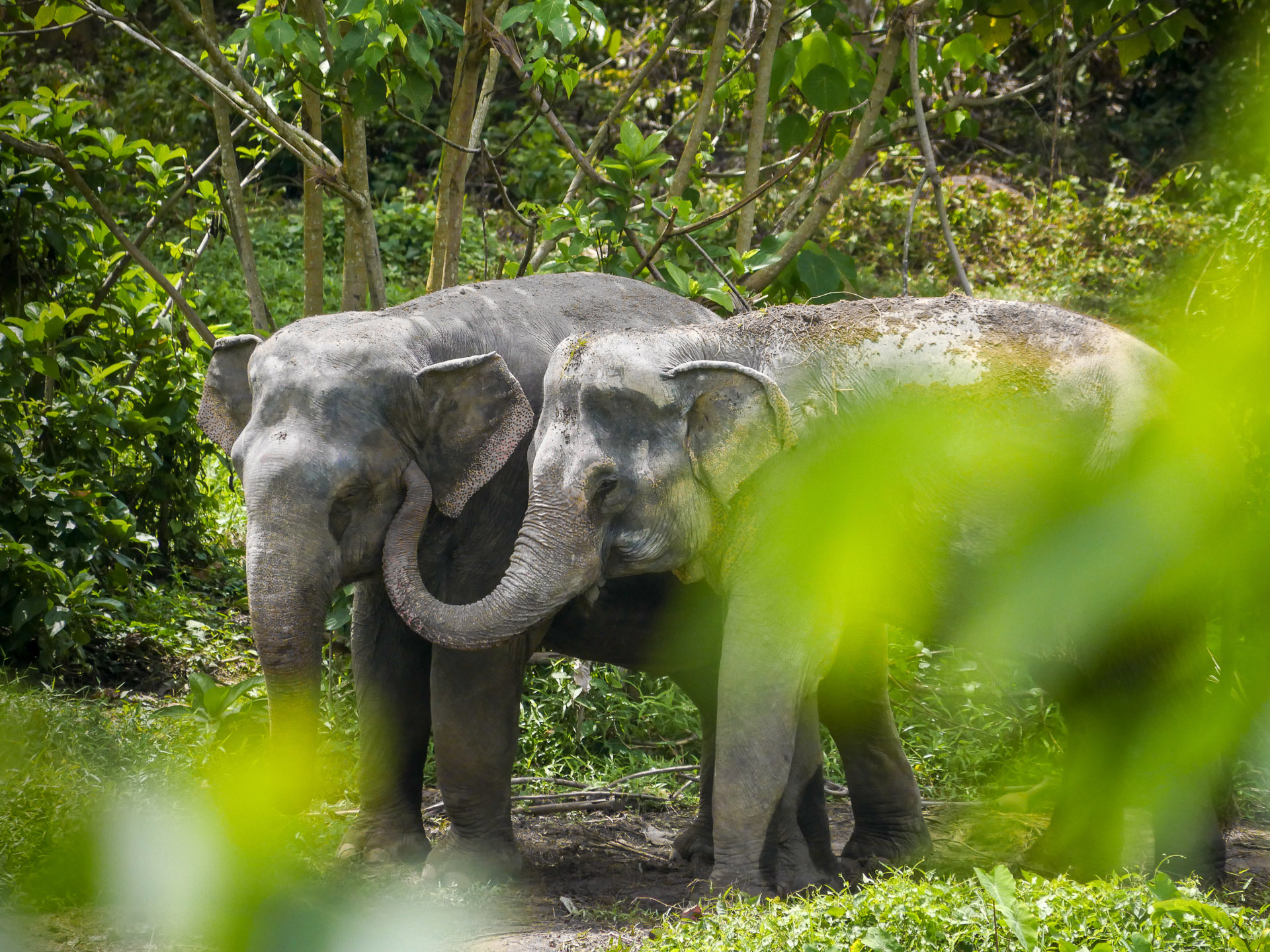 Ethical Elephant Sanctuaries (10 of 10)
