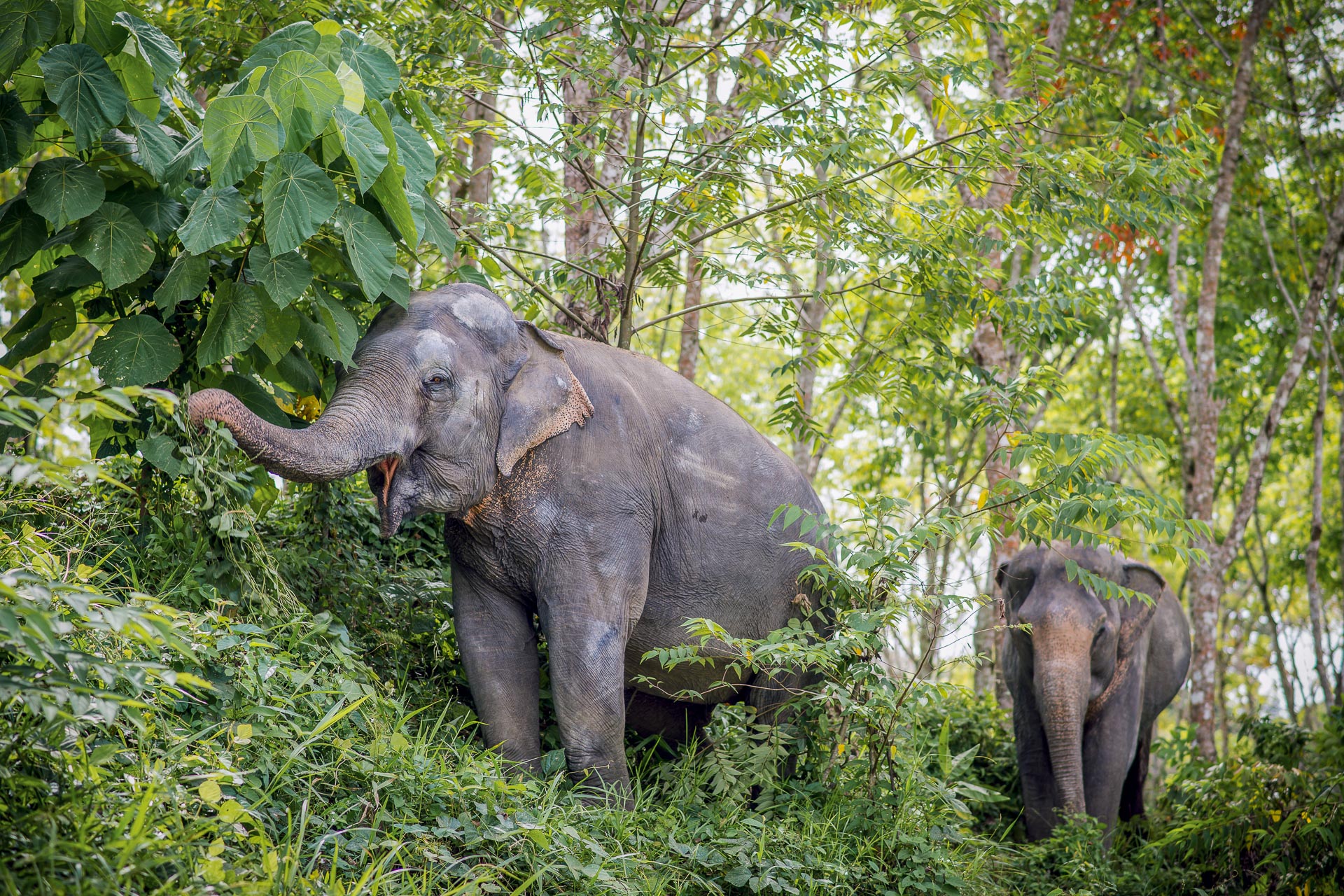 Ethical Elephant Sanctuaries (7 of 10)